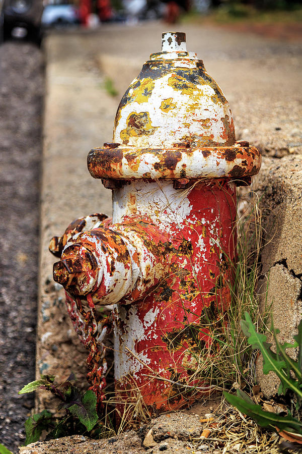 One Hydrant - Too Many Dogs Photograph by James Eddy