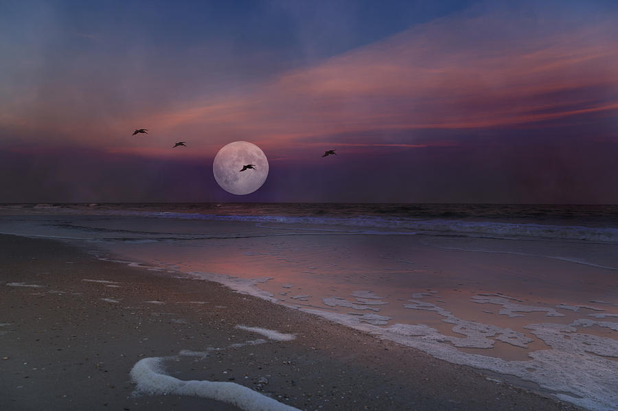 Topsail Photograph - One In A Million by Betsy Knapp Topsail Photograph - One In A Million by Betsy Knapp