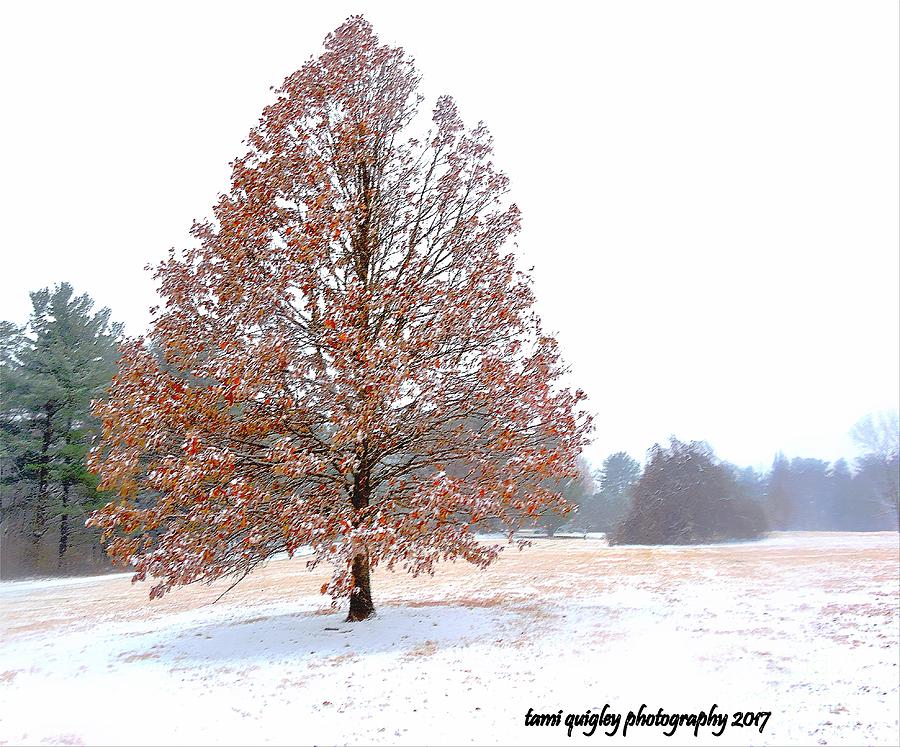One January Day Photograph by Tami Quigley