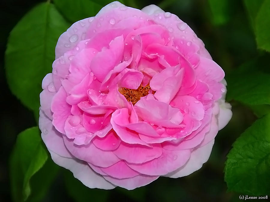 One Large Pink Rose Photograph by JoAnn Lense