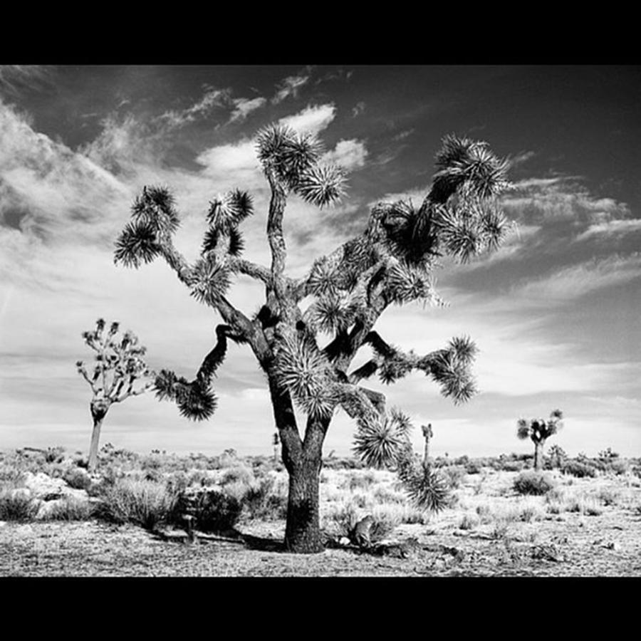 Blackandwhite Photograph - One Last #joshuatree For The Night by Alex Snay