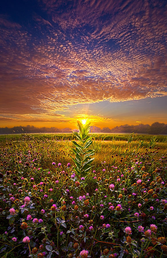 Flower Photograph - One Last Kiss by Phil Koch