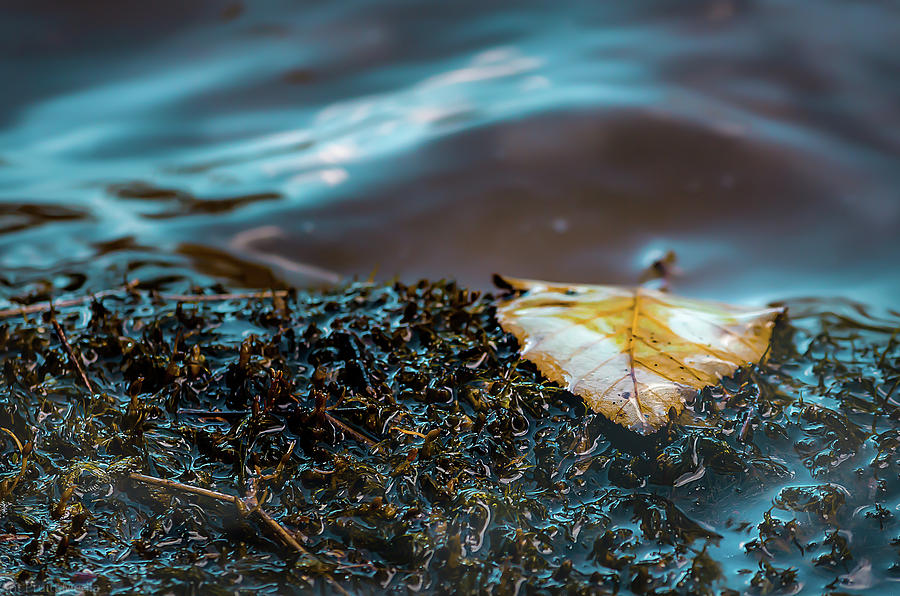 One Leaf by Ant Pruitt One Leaf by Ant Pruitt