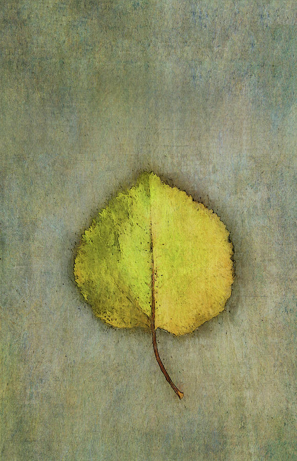 One Leaf Beauty Digital Art by Terry Davis