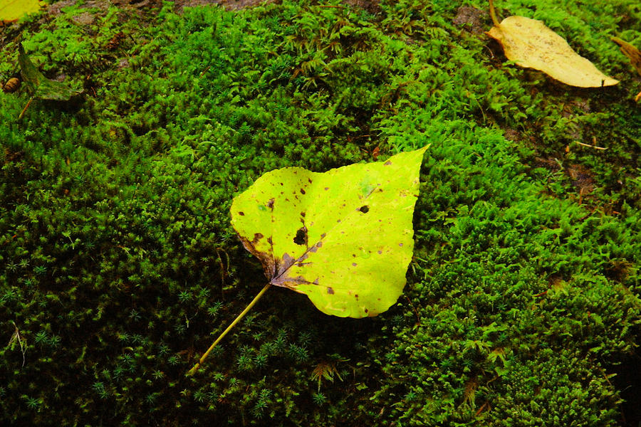 One leaf dying on a moss bed Photograph by Jeff Swan