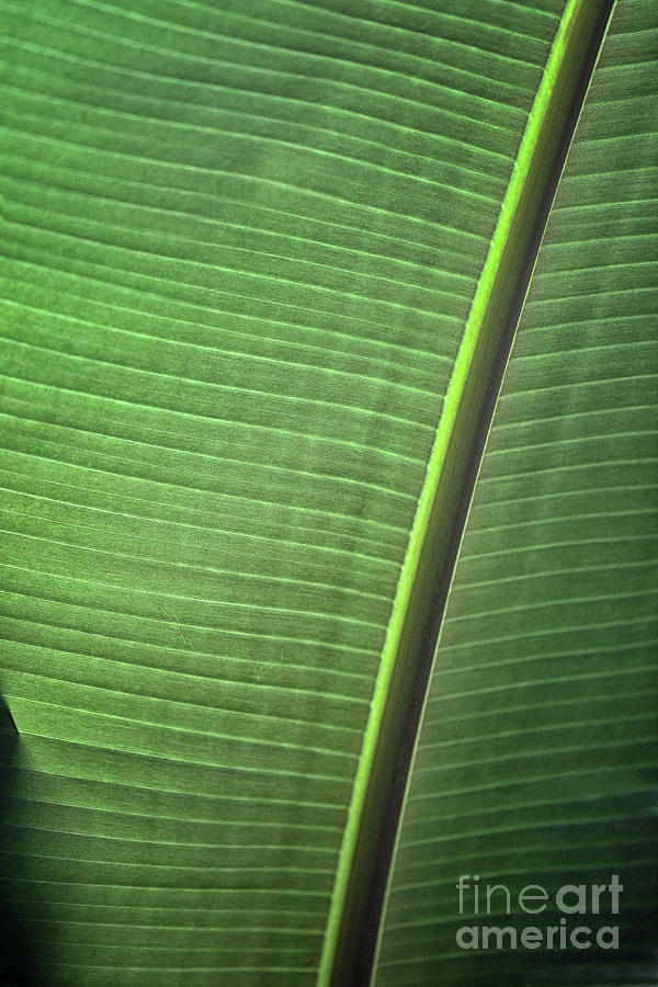 One Leaf Photograph by Karen Adams