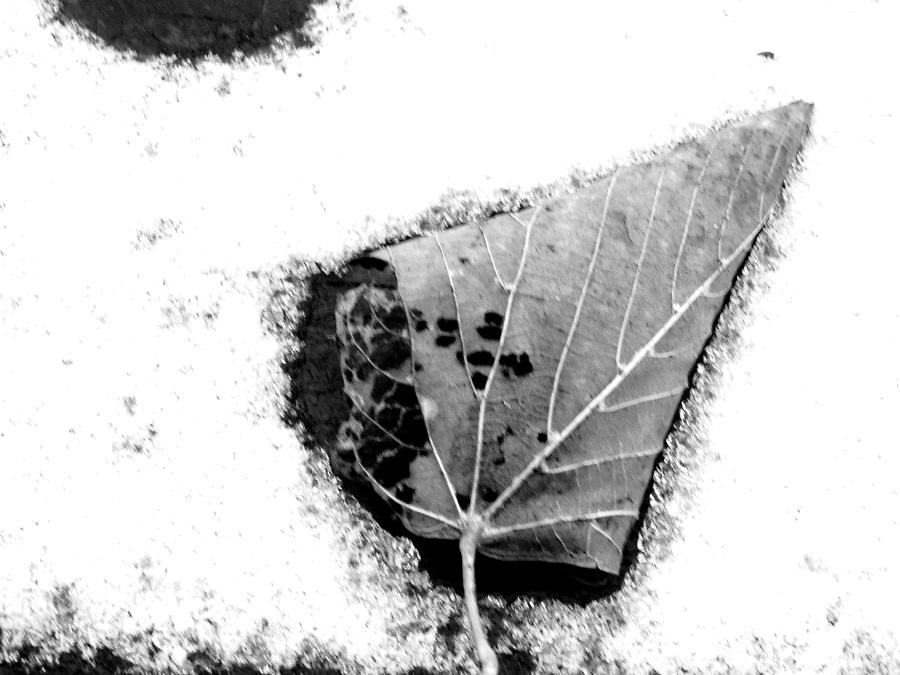 One Leaf on a Snowy Deck Photograph by Curtis Tilleraas