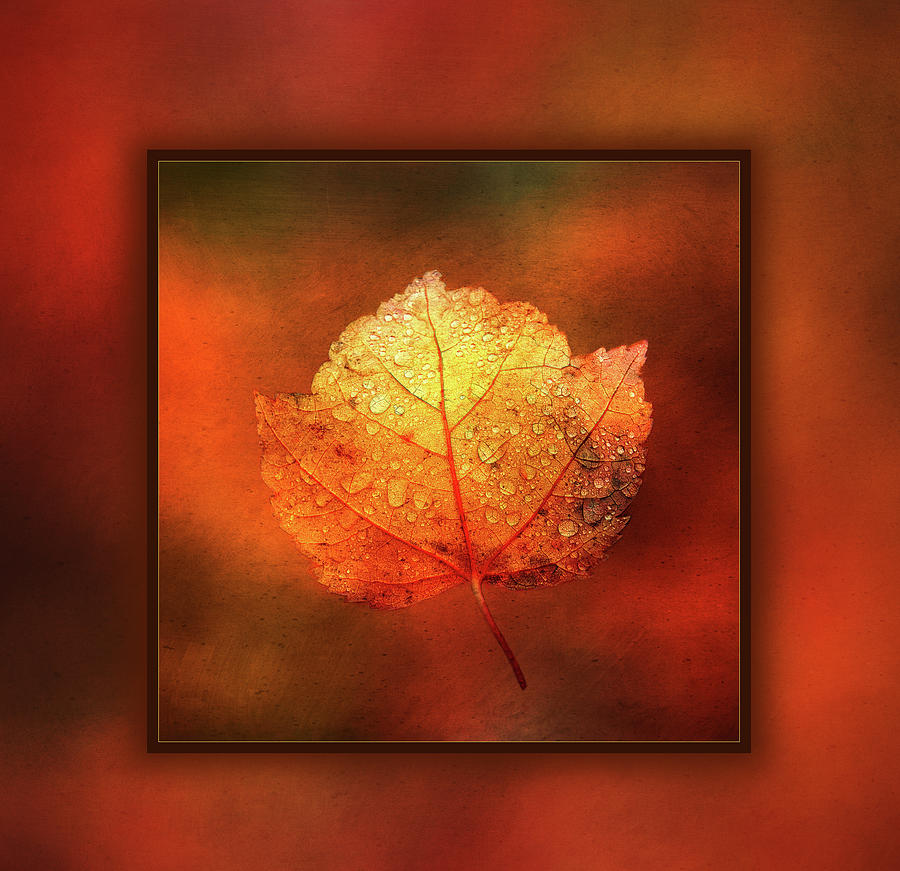 One Leaf Digital Art by Terry Davis