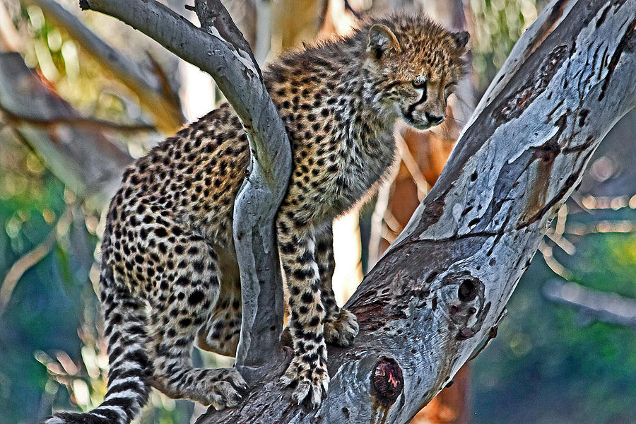 Tree Photograph - One little cheetah sitting in a tree by Miroslava Jurcik