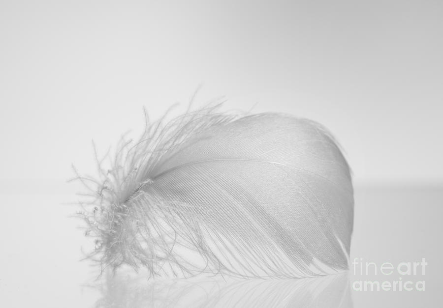 One little fluffy white feather Photograph by Arletta Cwalina