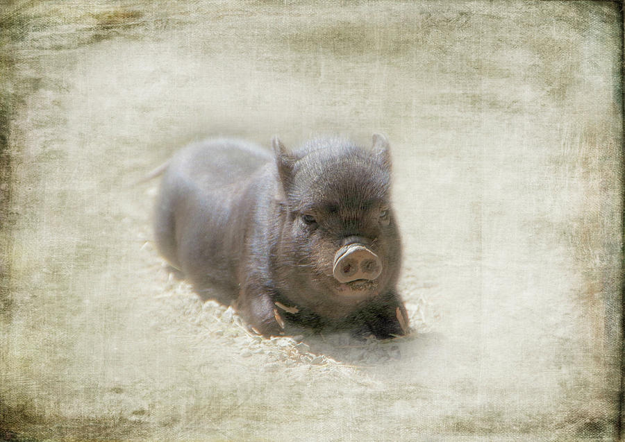 One Little Piggy Photograph by Marilyn Wilson