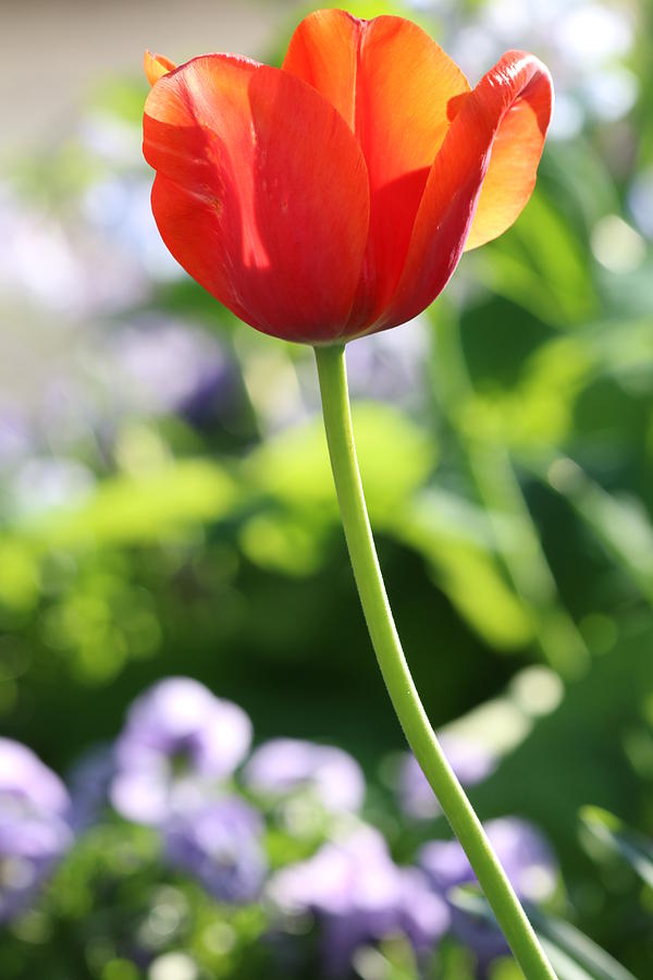 One Lone Orange Tulip Photograph by Carol Montoya