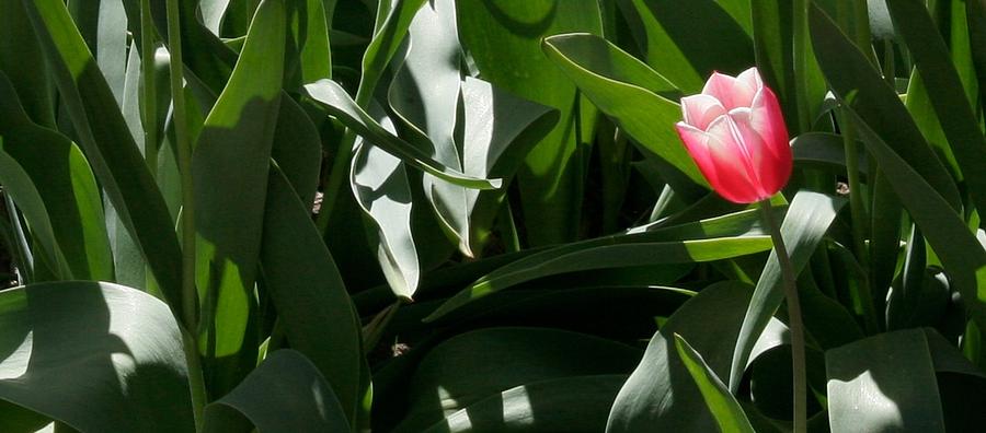 One Lone Pink Tulip Photograph by Polly Castor