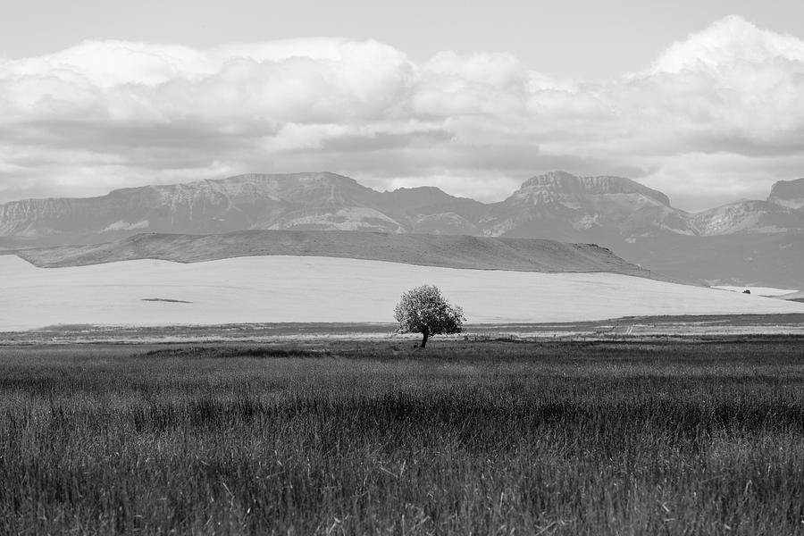 One Lone Tree Montana Black and White  Photograph by John McGraw