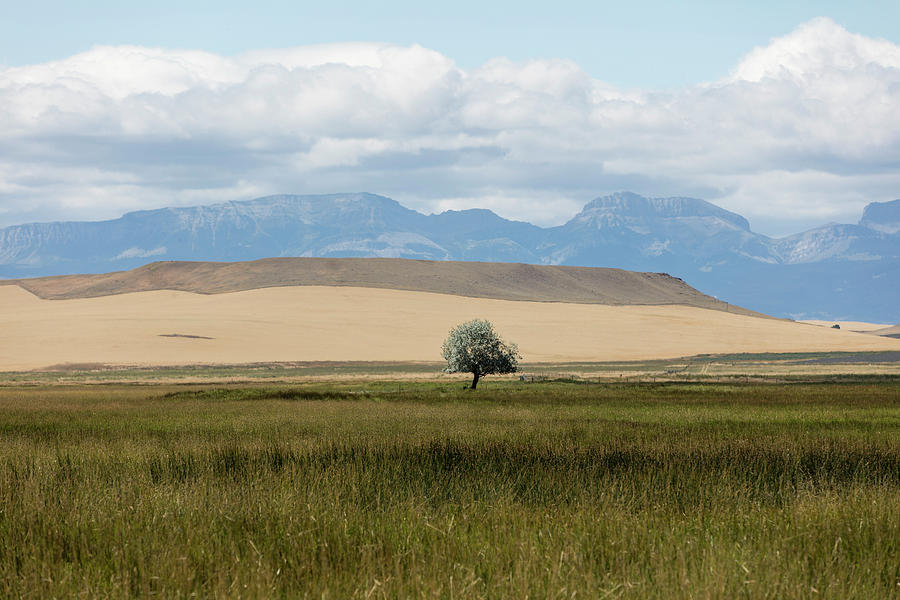 Mountain Photograph - One Lone Tree Montana  by John McGraw