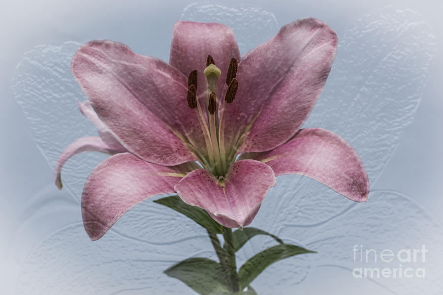 Lily Photograph - One love by Steve Purnell