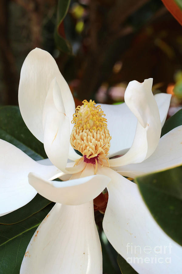 One Lovely Magnolia Photograph by Carol Groenen