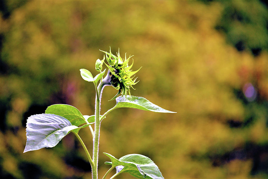 One Lovely Sunflower Bud Photograph