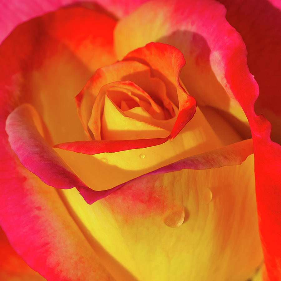 One Macro Rose Photograph by Julie Palencia