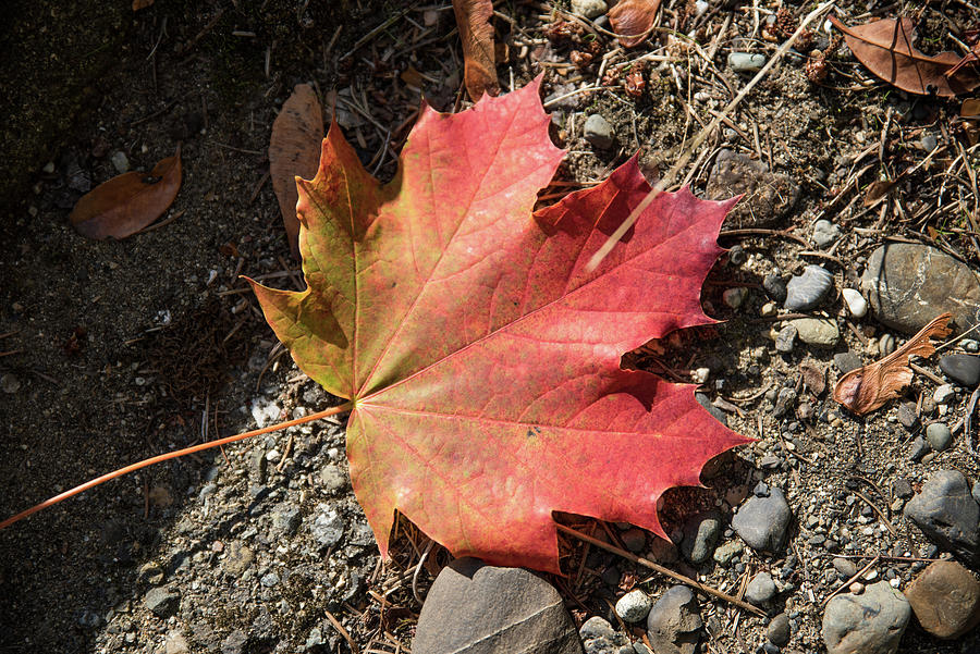 One Maple Leaf Photograph by Tom Cochran