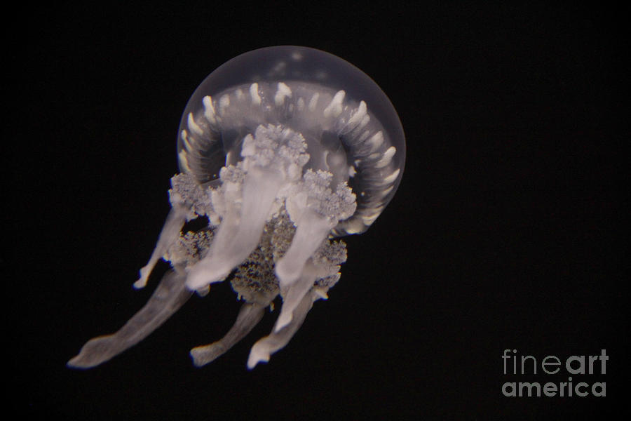 One Moon Jellyfish Photograph by Jennifer Bright Burr