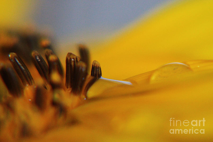 Sunflower Photograph - One More Sip by Lori Mellen-Pagliaro