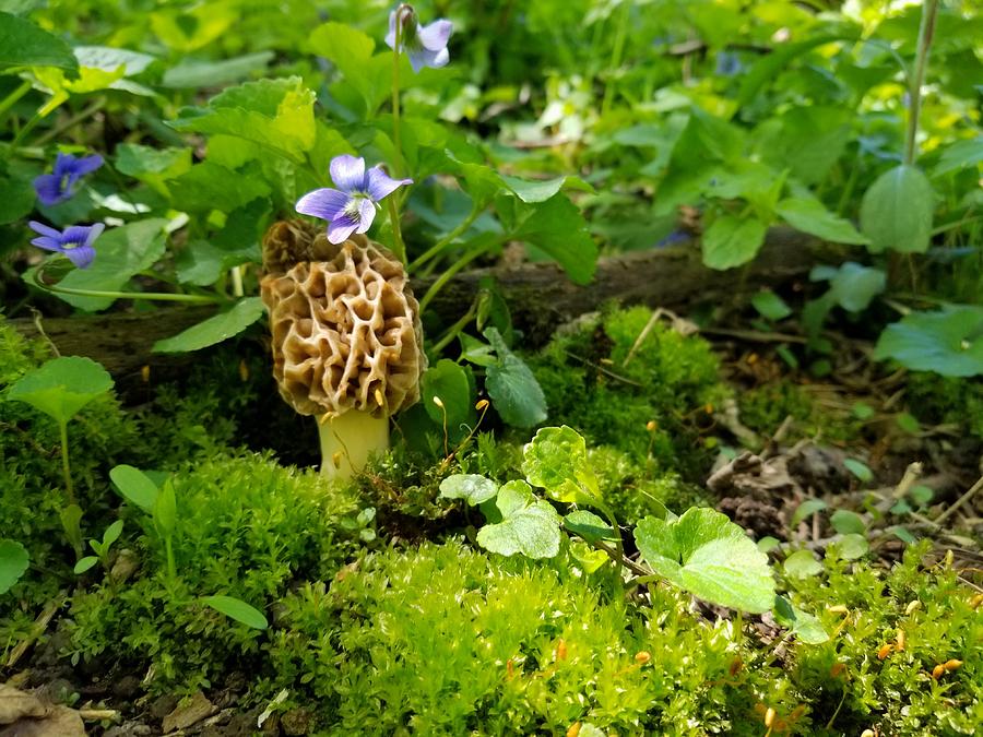 One Morel Photograph by Brook Burling