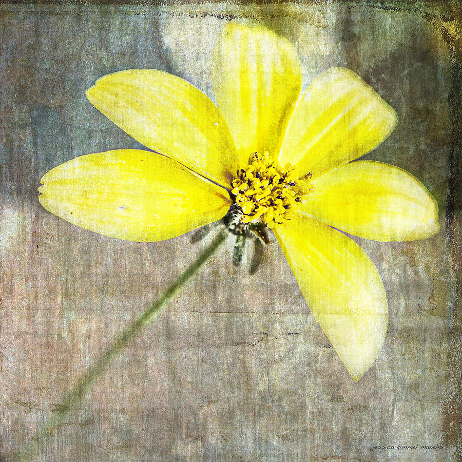Flower Photograph - One Must Have Sunshine Freedom And A Little Flower by Jessica Manelis Flower Photograph - One Must Have Sunshine Freedom And A Little Flower by Jessica Manelis