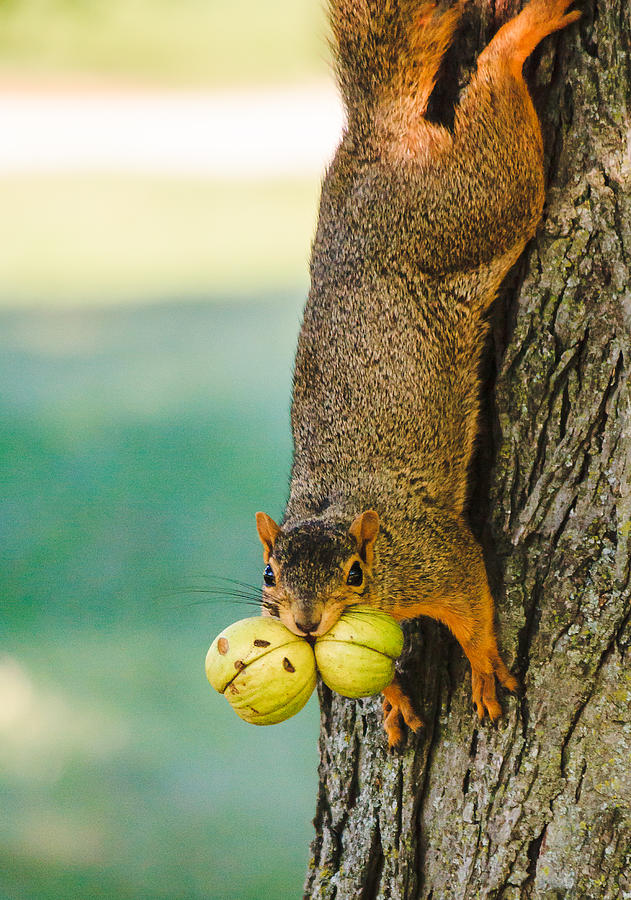 One Nut is Never Enough Photograph by Joni Eskridge
