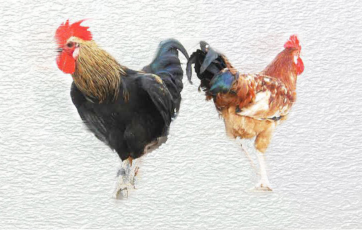 Rooster Mixed Media - One of Each by Lenore Senior