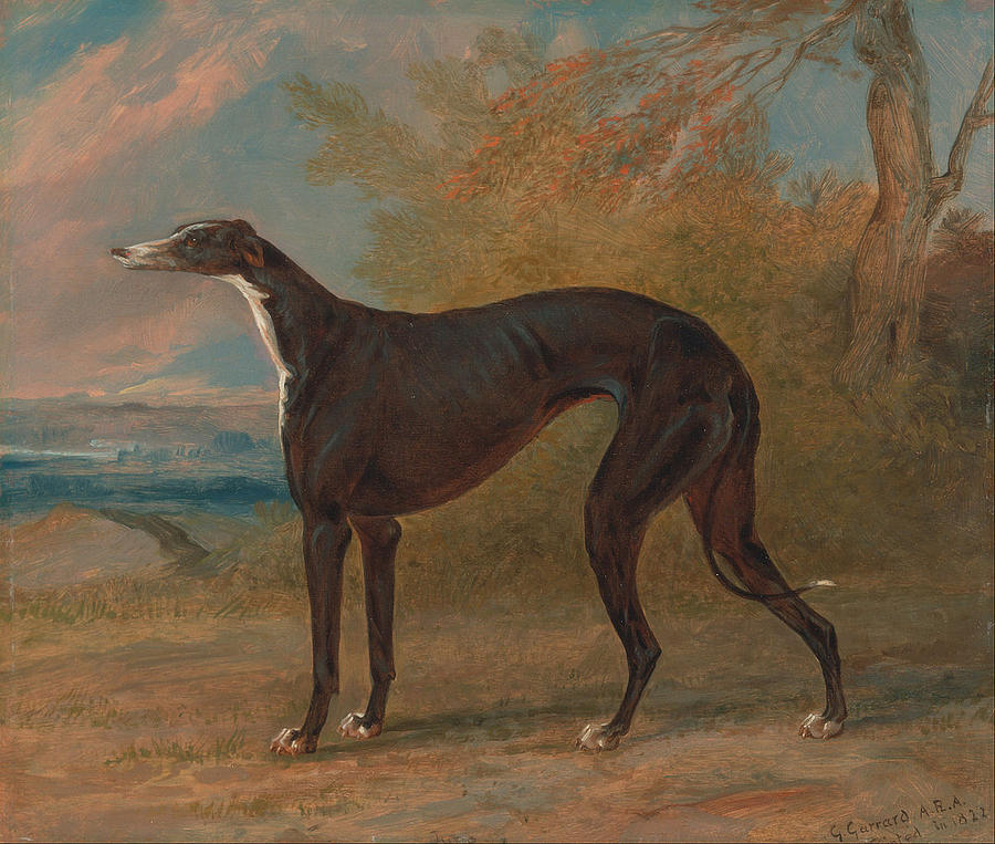 One of George Lane Foxs Winning Greyhounds Painting by MotionAge Designs