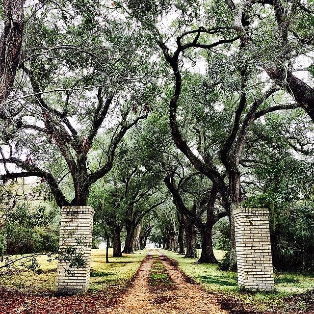 Oaktree Photograph - One Of My Favorite Driveways Here In by Joan McCool