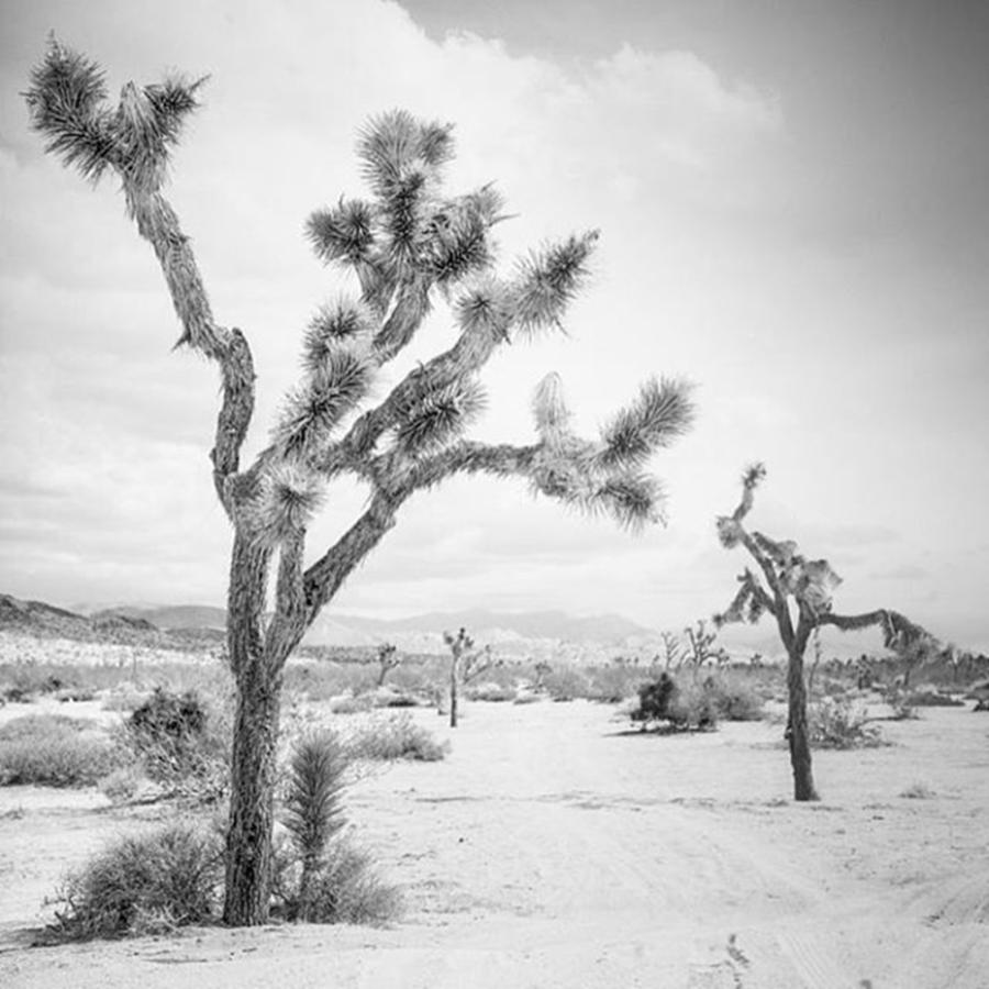 Blackandwhite Photograph - One Of My New Photos. Yucca Valley by Alex Snay