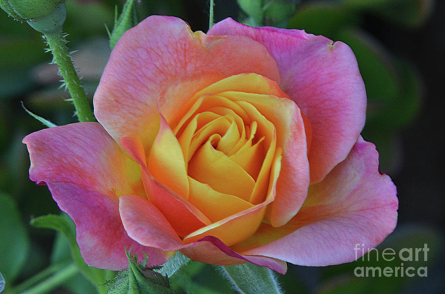 One of Several Roses Photograph by Debby Pueschel