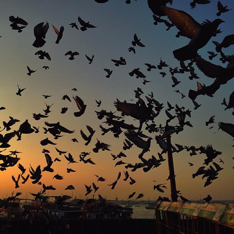 Bird Photograph - One Of The Most Amazing Sunrises I by Zaheera Desai