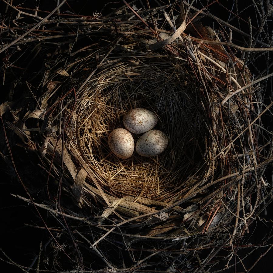 One of the most private things in the world is an egg until it is broken MFK Fisher Photograph by Mark Fuller