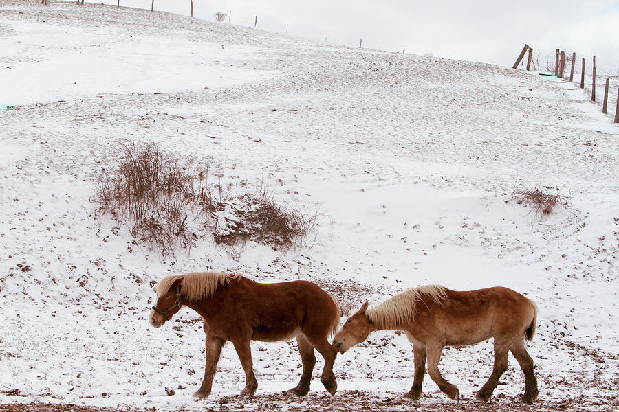 Winter Photograph - One Of Those Days- Belgian Horses by Susie Gordon