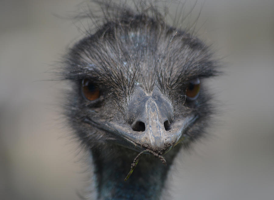 Emu Photograph - One of Those Days by Richard Andrews