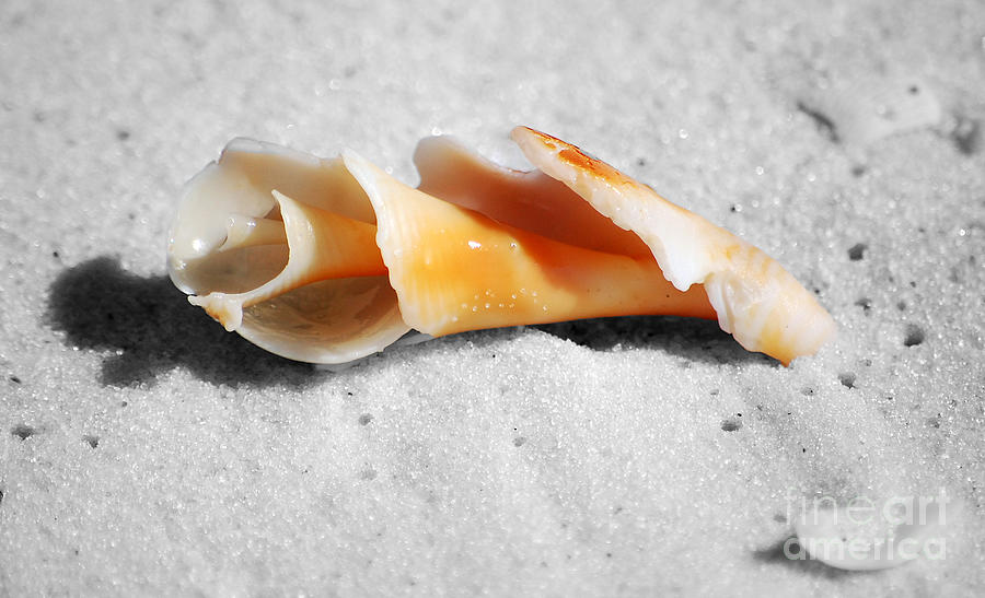 Shell Photograph - One Orange Spiral Sea Shell Macro Close Crop on Fine Wet Sand by Shawn OBrien