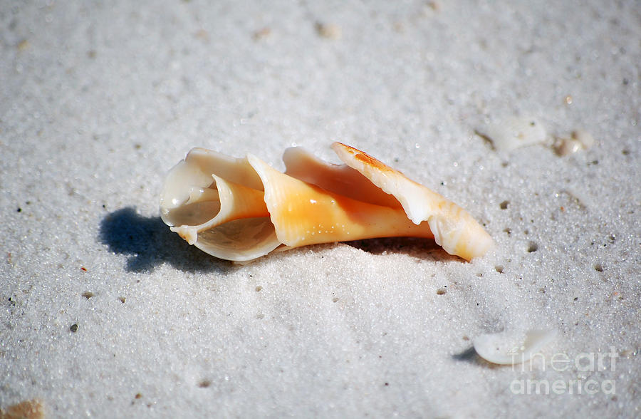 Shell Photograph - One Orange Spiral Sea Shell Macro on Fine Wet Sand by Shawn OBrien