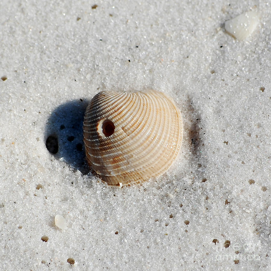 One Orange Striped Sea Shell with Hole Macro on Fine Wet Sand Square Format Photograph by Shawn OBrien