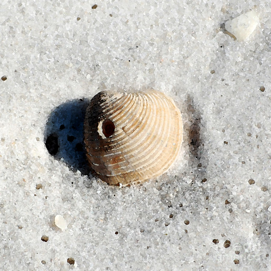 One Orange Striped Sea Shell with Hole Macro on Fine Wet Sand Square Format Watercolor Digital Art Photograph by Shawn OBrien