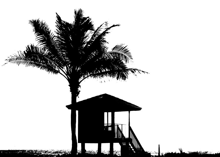 One Palm Cut-out Delray Beach Florida Photograph by Lawrence S Richardson Jr