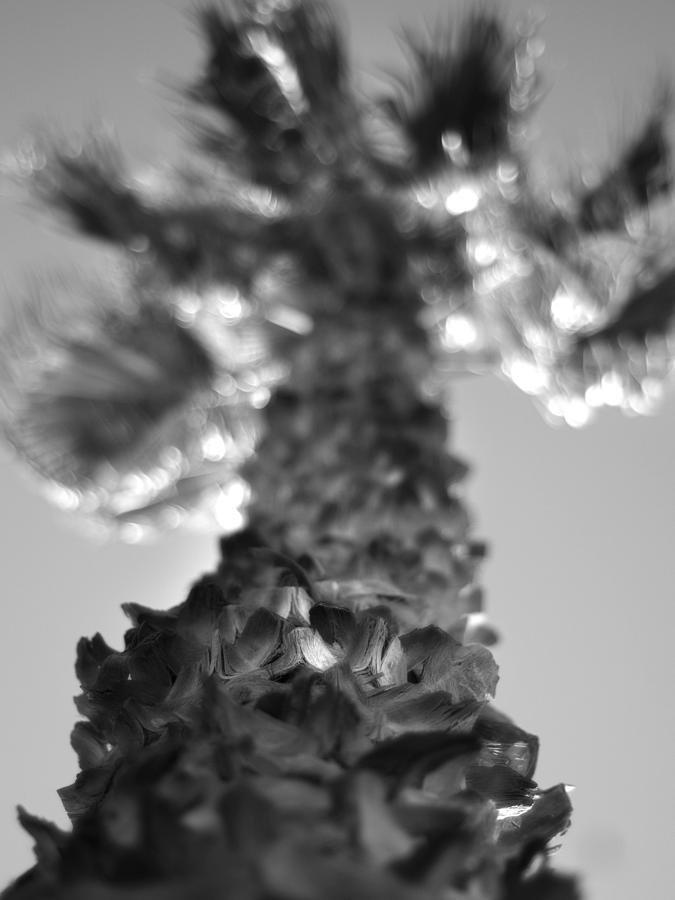 Nature Photograph - One Palm by John Gusky