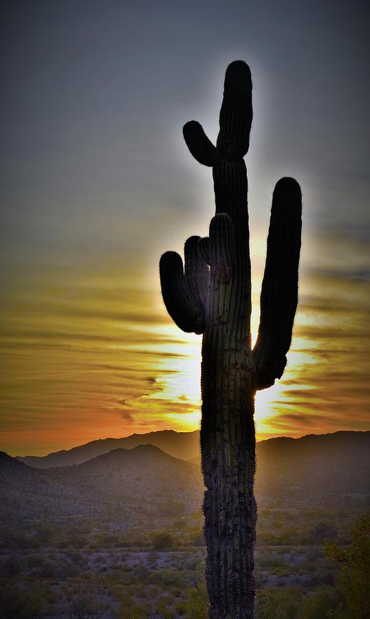 One Particular Saguaro Photograph by Mark Mitchell