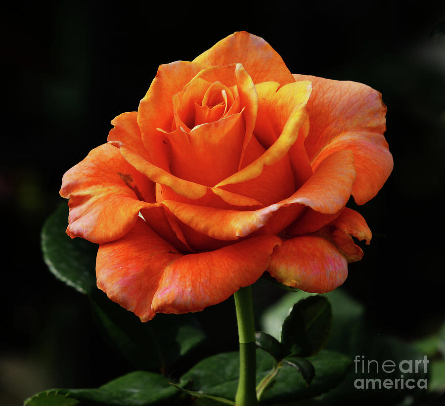 One Perfect Rose Photograph by Cindy Manero
