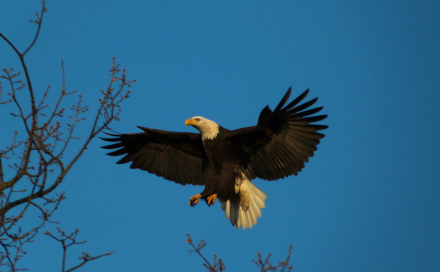 Eagle Photograph - One Photo From My Good Cameras Of My Eagle Advenure by Darrell MacIver