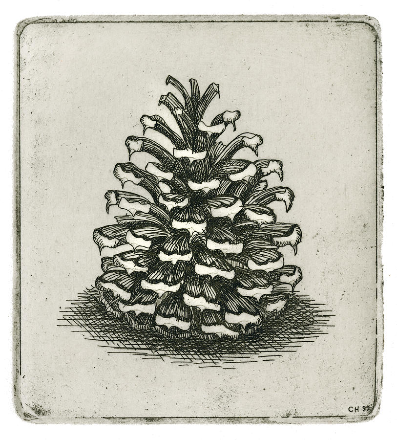 Nature Drawing - One Pinecone by Charles Harden
