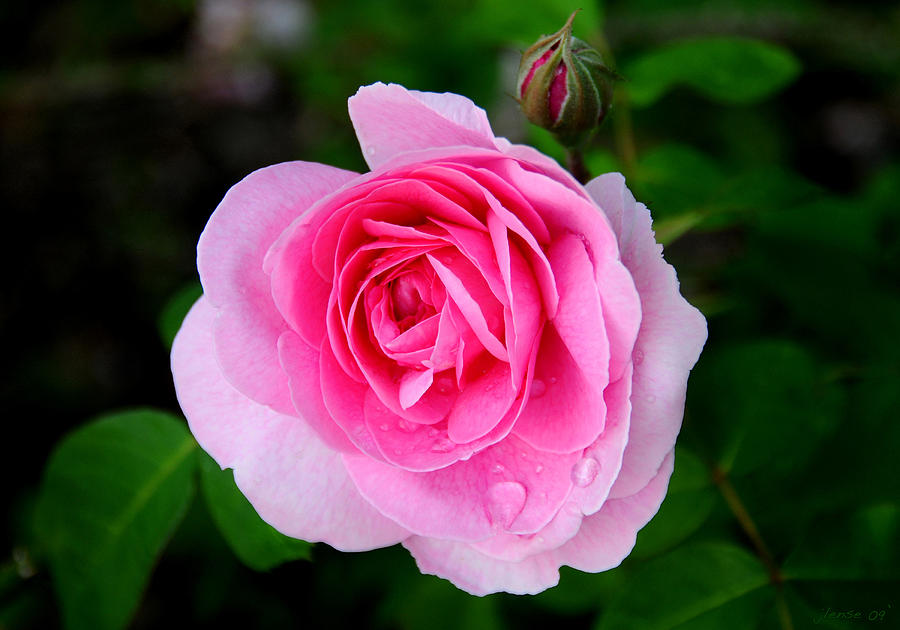 One Pink Rose and One Bud Photograph by JoAnn Lense