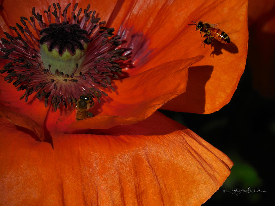 One Poppy and a  Bee Photograph by Jill Westbrook